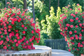 Double Knock Out Red Rose Live Plant 3 Gal – Vibrant Red Flowering Shrub for Garden Landscape & Borders