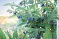 Blue Hokkaido Honeyberry Plant – Upright Berry Shrub, Edible Landscape, Lonicera caerulea 'Blue Hokkaido'