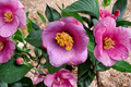 Japanese Camellia ‘Grape Soda’ 3 Gallon Evergreen Flowering Shrub Camellia japonica Deep Red