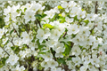 Crabapple Tree Live Plant – Sugar Tyme Variety, White Flowers, 4-6 Ft Ornamental Malus for Garden Landscape