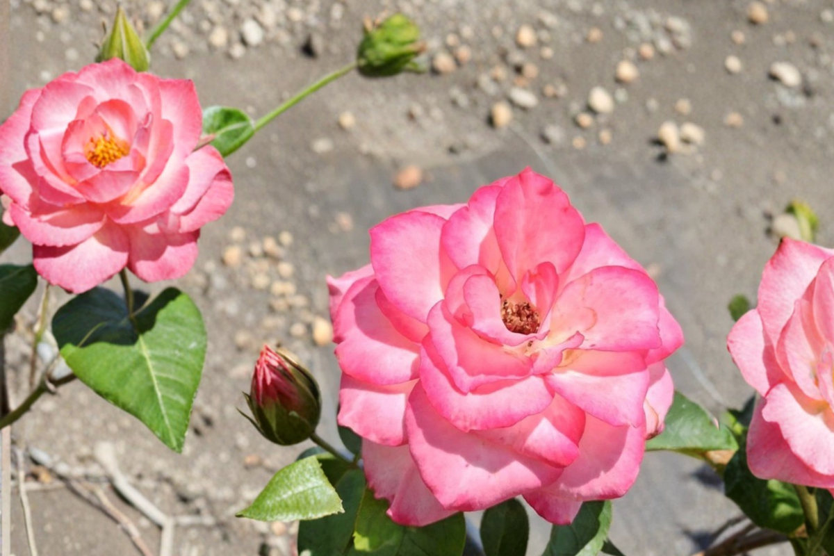Nichole Floribunda Rose Live Plant 1 Gallon Pink White Everblooming Bush for Garden, Landscape, Rose Bush