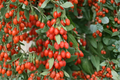 Phoenix Tears Goji Berry Plant 1 Gallon | Lycium barbarum Fruiting Shrub for Edible Gardens
