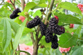 Illinois Everbearing Mulberry Tree Live Plant – 1 Gallon Pot, Fruit-Bearing, Morus alba × rubra
