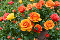 Climbing Piñata Rose Live Plant 5 Gal Yellow Vermilion Blooms, Flowering Climbing Rose Bush for Garden Trellis & Outdoor Landscaping