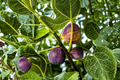 Brown Turkey Fig Tree Live Plant – 2ft Tall, Air Layered, Fruit-Producing, Ficus carica, Backyard & Container Growing
