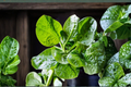 Malabar Spinach Seeds, Green Basella alba, Climbing Leafy Vine, Garden Vegetable Seeds, 100+ Pack