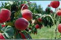 Blaze Prince Peach Tree Live Plant 4-6 Ft Fruit Tree Prunus persica for Backyard Orchard Garden