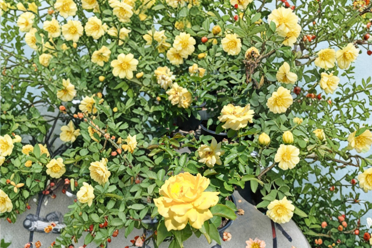 Julia Child Butter Gold Rose Live Plant – Floribunda Yellow Rose Bush, 2 Gallon Container, Garden, Outdoor, Flowering
