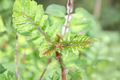 Japanese Sansho Pepper Tree Live Plant – 8-10 Inch Zanthoxylum piperitum Culinary Herb Tree