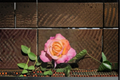 Chicago Peace Hybrid Tea Rose Live Plant – Pink Yellow Flowering Shrub in 5-Gallon Container for Garden Landscape