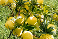 Yellow Delicious Apple Tree - 4-6 ft Live Fruit Tree Malus domestica for Home Garden & Orchard