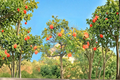 Washington Navel Orange Tree Live Plant – Grafted Citrus Fruit Tree for Indoor & Outdoor Gardens