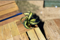 Spiral Snake Plant Live Indoor Houseplant 2 Inch Pot Dracaena trifasciata Beginner Friendly Decor