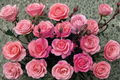 Climbing Rose Plant 1 Gallon Salmon Pink Flowering Garden Vine for Trellis Rosa ‘Climbing America’