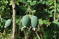 Pineapple Guava Live Plant in 1 Gallon Pot, Edible Fruit Shrub, Acca sellowiana, Feijoa Tree, Tropical Fruit Plant