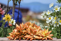 Rare Graptosedum Live Succulent Cutting 3 Inches – Unrooted Indoor Outdoor Plant