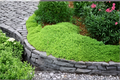 Live Lime Golden Thyme Herb Plant | Perennial Thymus Ã— citriodorus | Variegated Foliage | Rooted Starter Plant