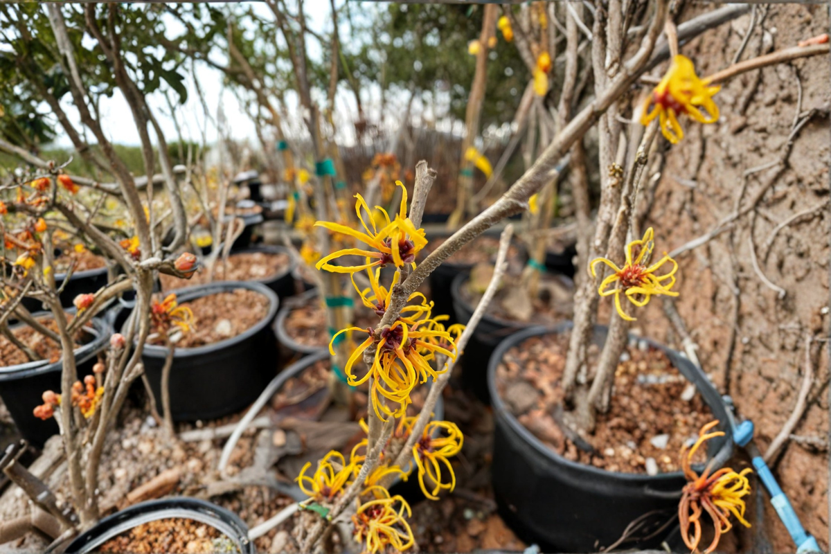 Witch Hazel Live Plant – 18 Inch, Fragrant Winter Blooming Shrub, Hamamelis × intermedia ‘Chris’ in 2-Gallon Pot