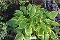 Hosta Twin Cities 3-Inch Pot Green Yellow Foliage Shade Perennial Garden Plant