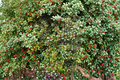 Carnival American Holly Live Plant Quart Pot – Variegated Evergreen Shrub with Red Berries, Ilex opaca ‘Carnival’ for Landscape Garden