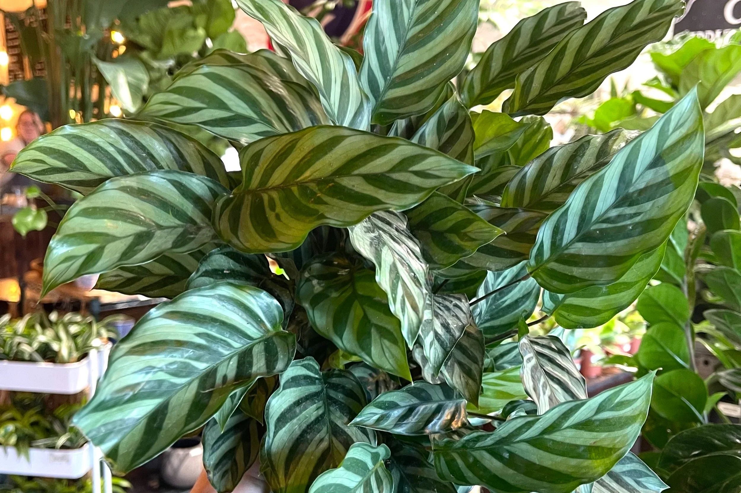 1 Calathea ‘Freddie’ – Live Rooted Starter House Plant, Easy Care Prayer Plant, Low Light Indoor Plant, Air Purifying Foliage