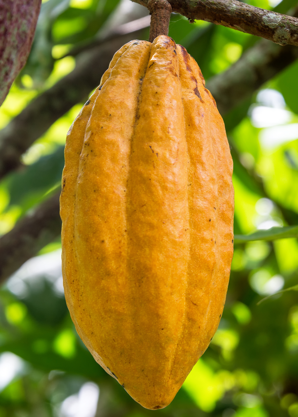 Cacao, Yellow (Theobroma cacao)