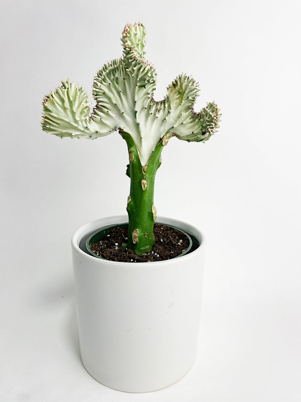 Mermaid Coral 'Cristata' Euphorbia Lactea Succulent