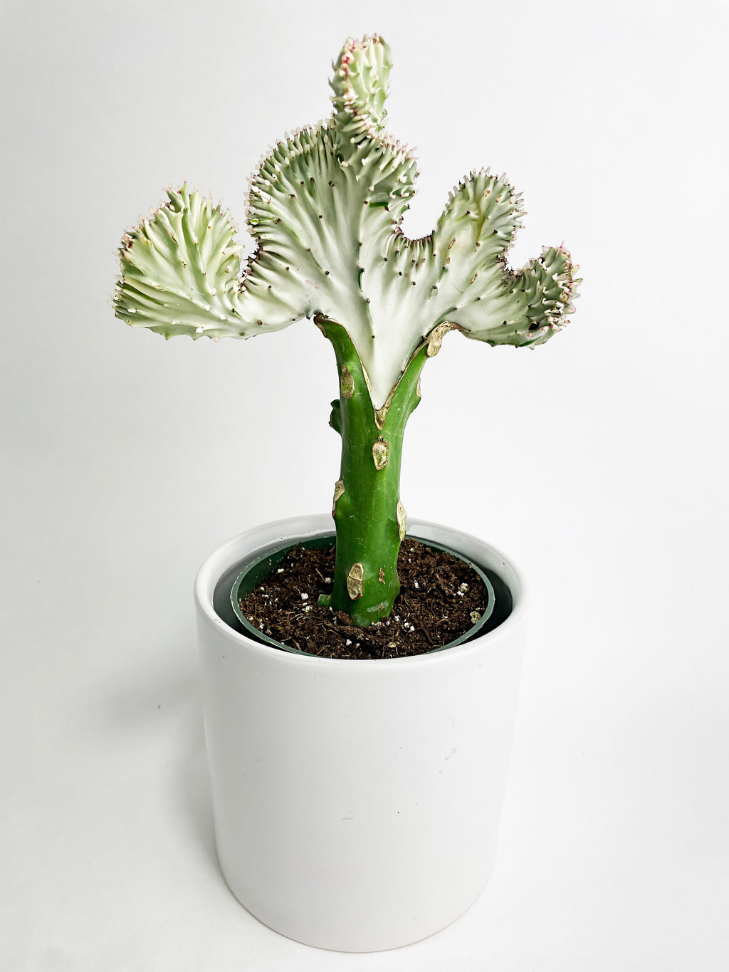 Mermaid Coral 'Cristata' Euphorbia Lactea Succulent