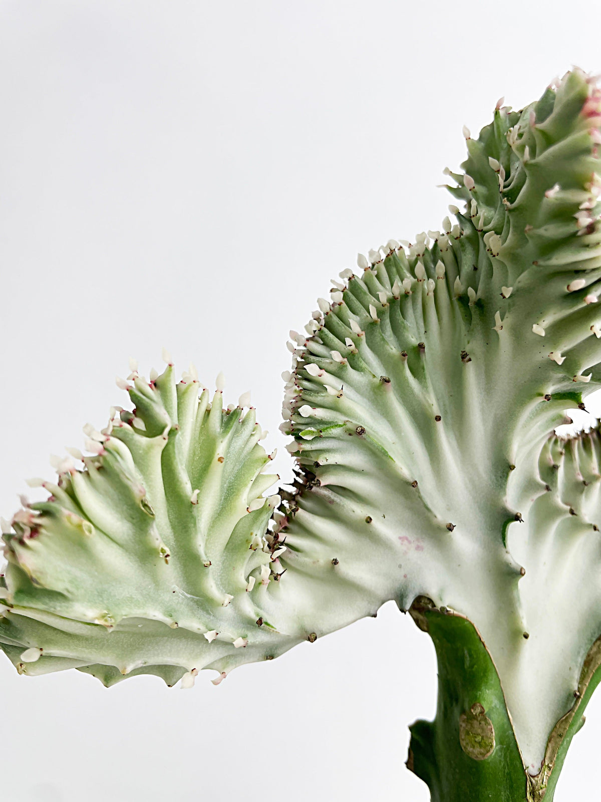 Mermaid Coral 'Cristata' Euphorbia Lactea Succulent