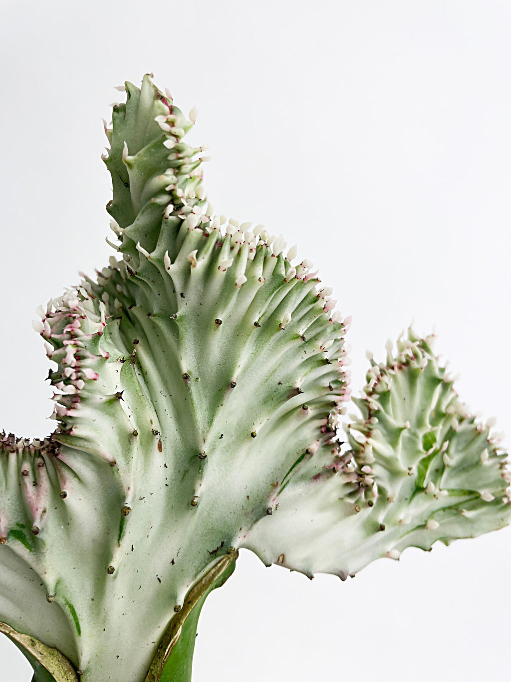 Mermaid Coral 'Cristata' Euphorbia Lactea Succulent