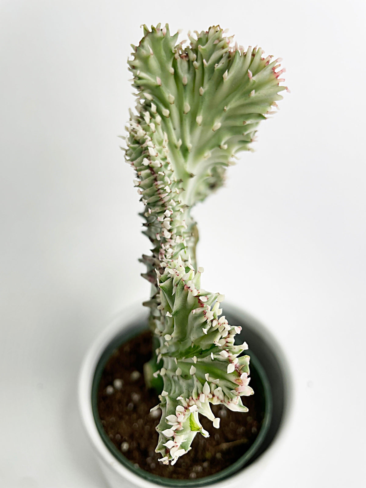 Mermaid Coral 'Cristata' Euphorbia Lactea Succulent