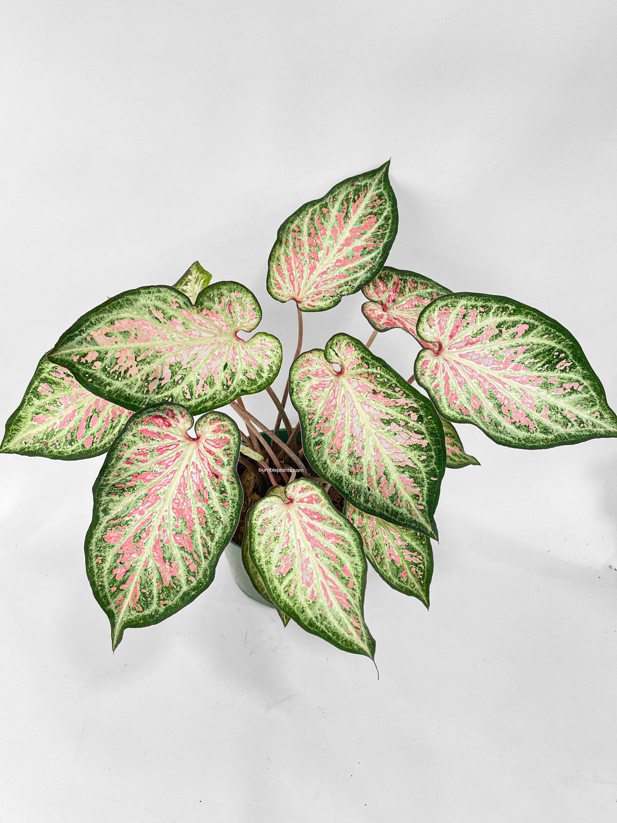Caladium Candyland Pink & Green Angel Wings