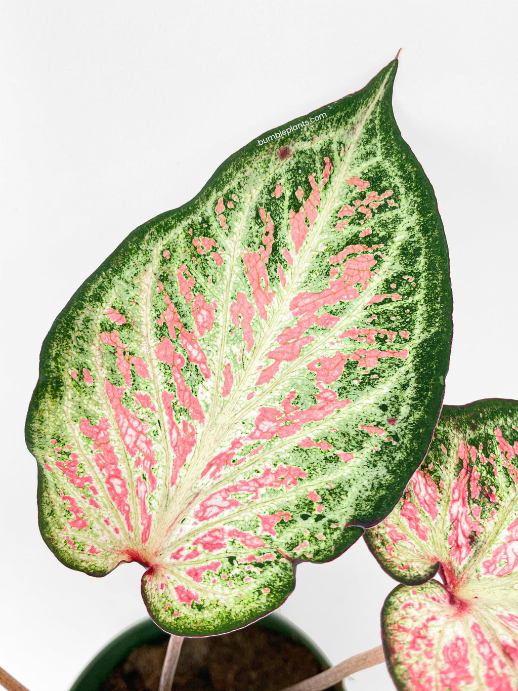 Caladium Candyland Pink & Green Angel Wings