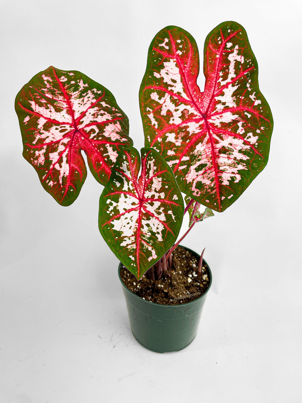 Caladium Carolyn Whorton