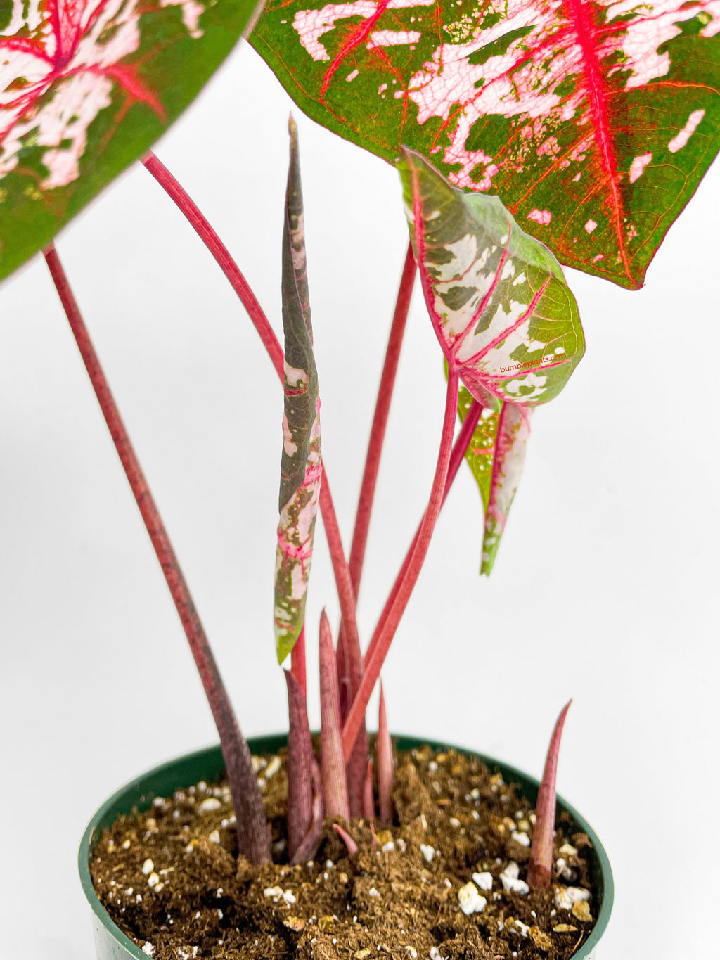 Caladium Carolyn Whorton