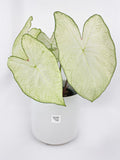 Caladium Florida Moonlight