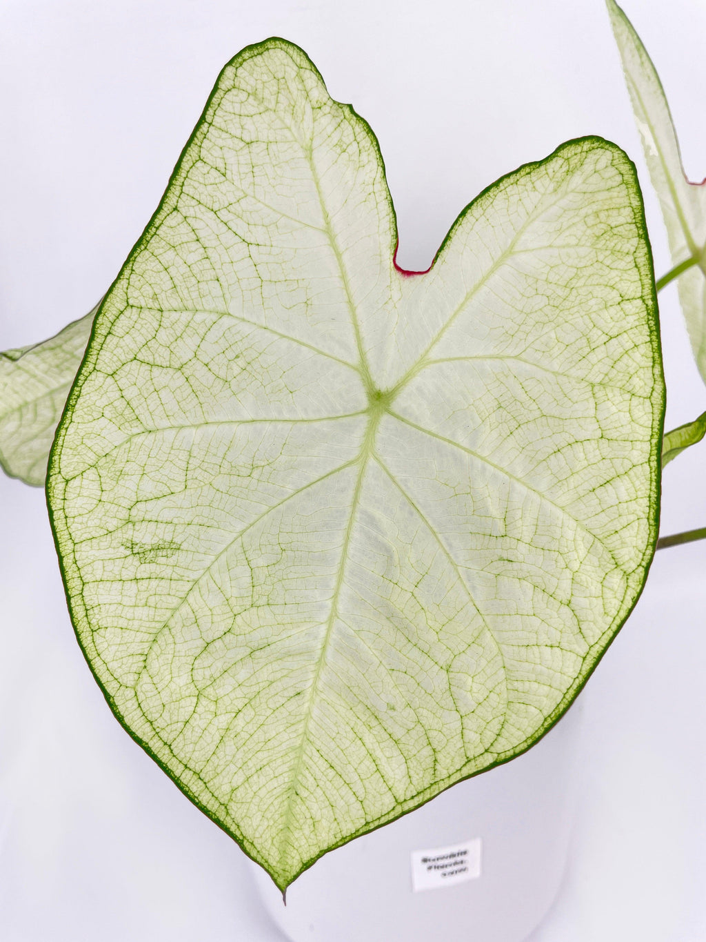Caladium Florida Moonlight