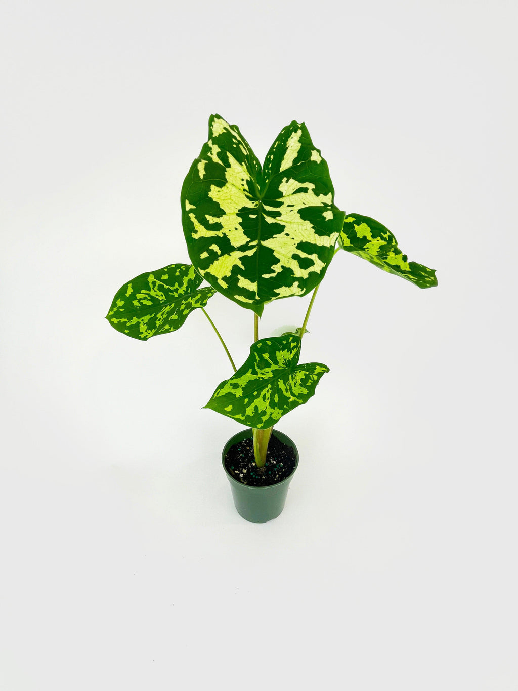Caladium Hilo Beauty