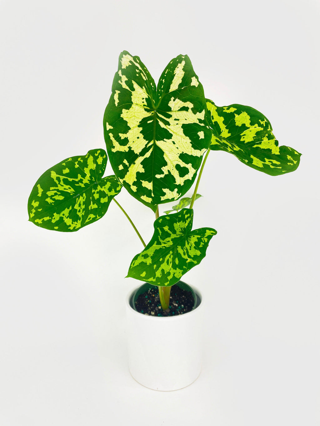 Caladium Hilo Beauty