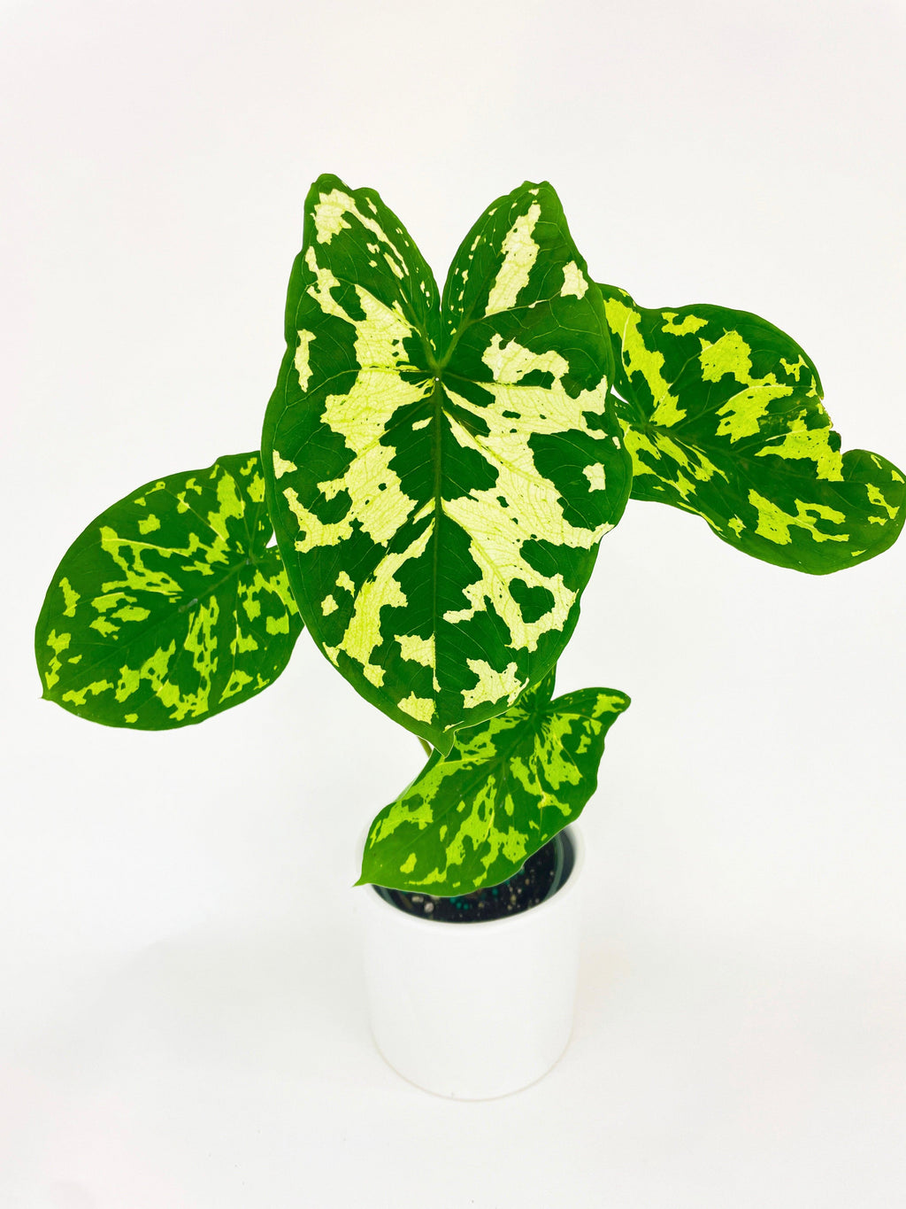 Caladium Hilo Beauty