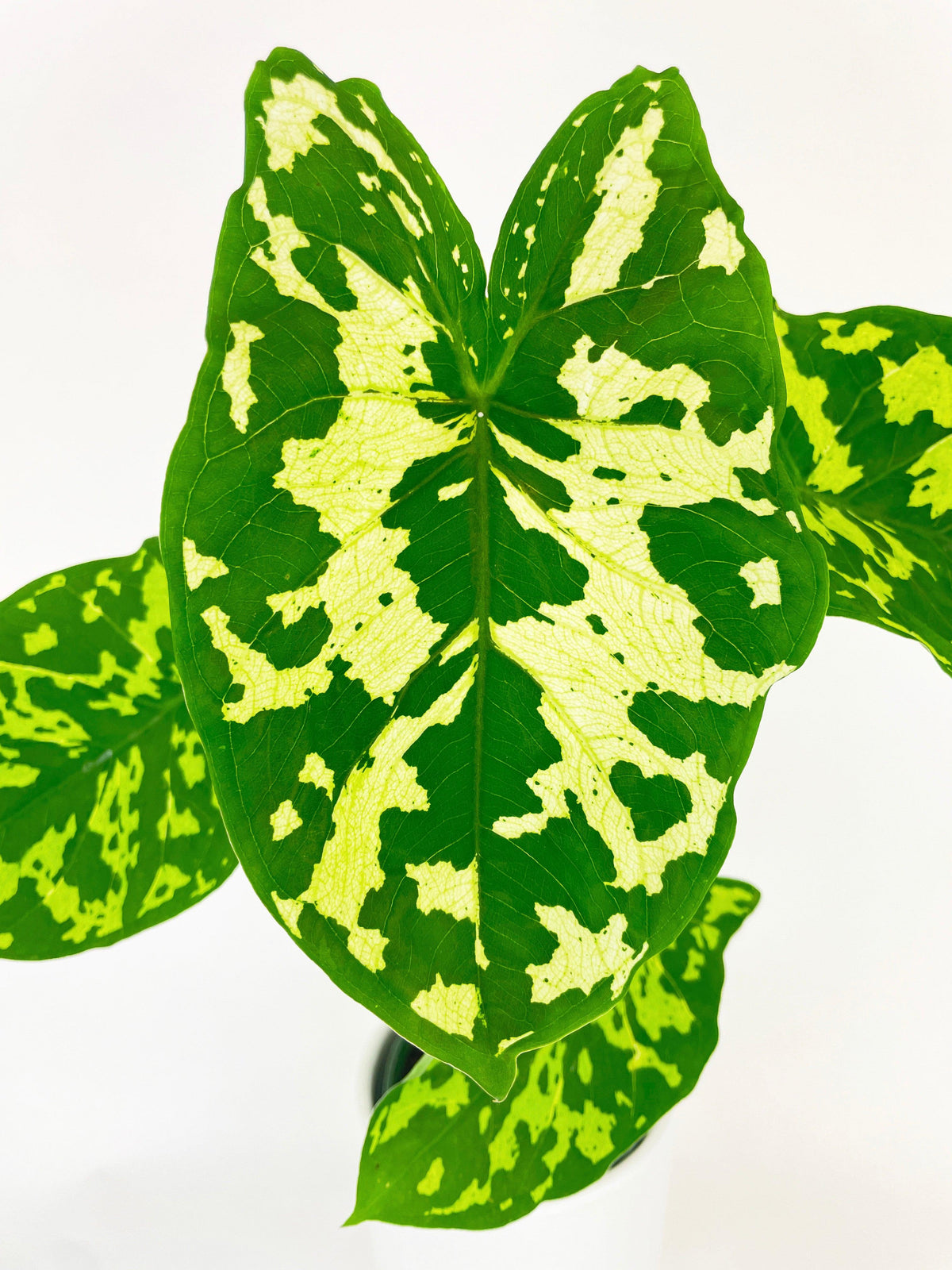 Caladium Hilo Beauty