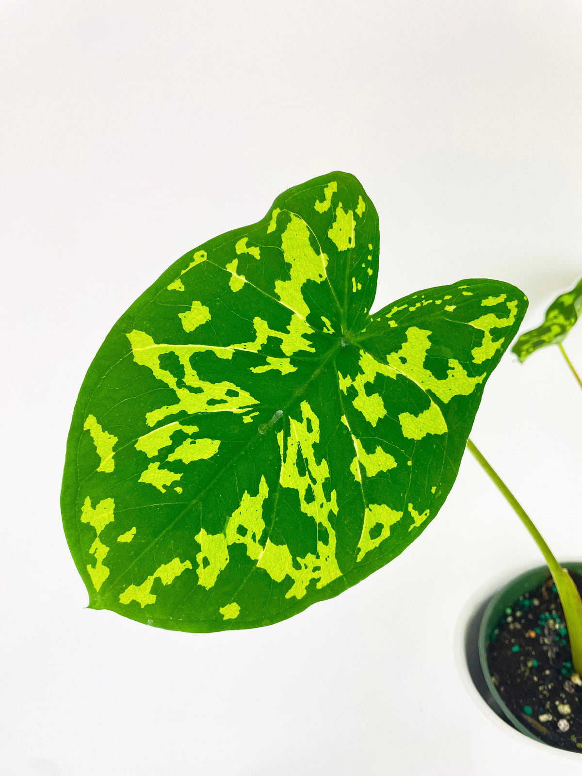 Caladium Hilo Beauty