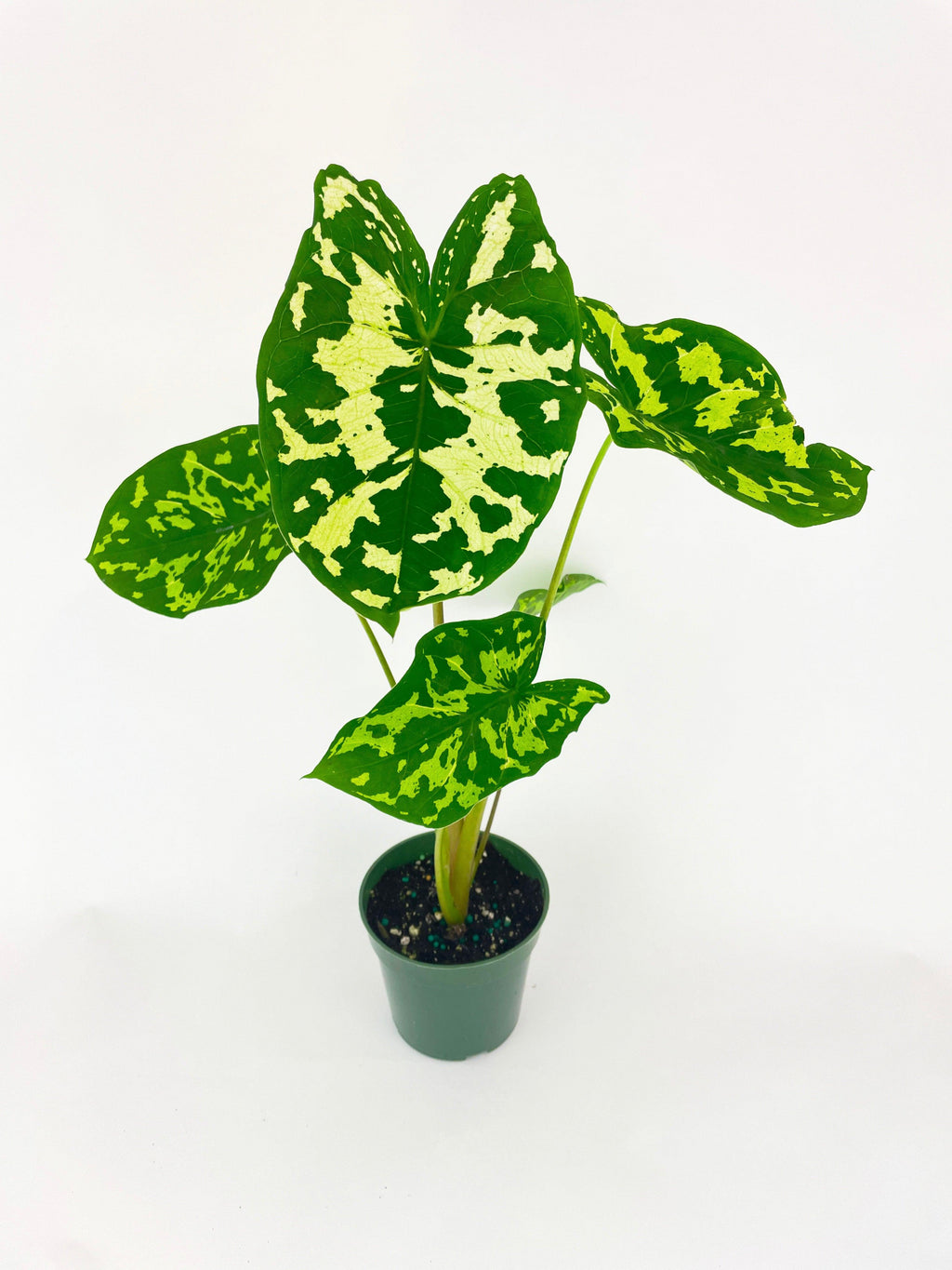 Caladium Hilo Beauty