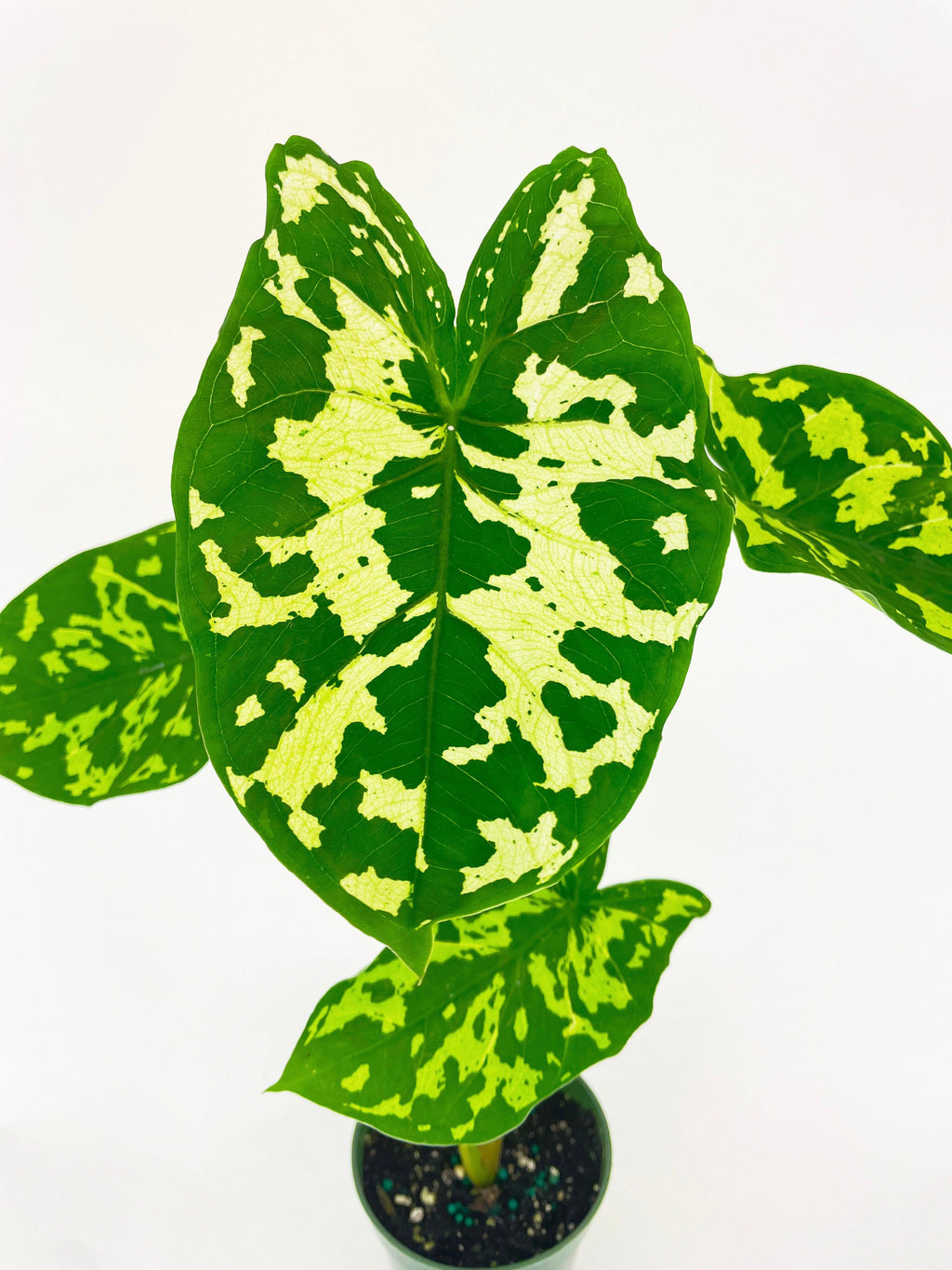 Caladium Hilo Beauty