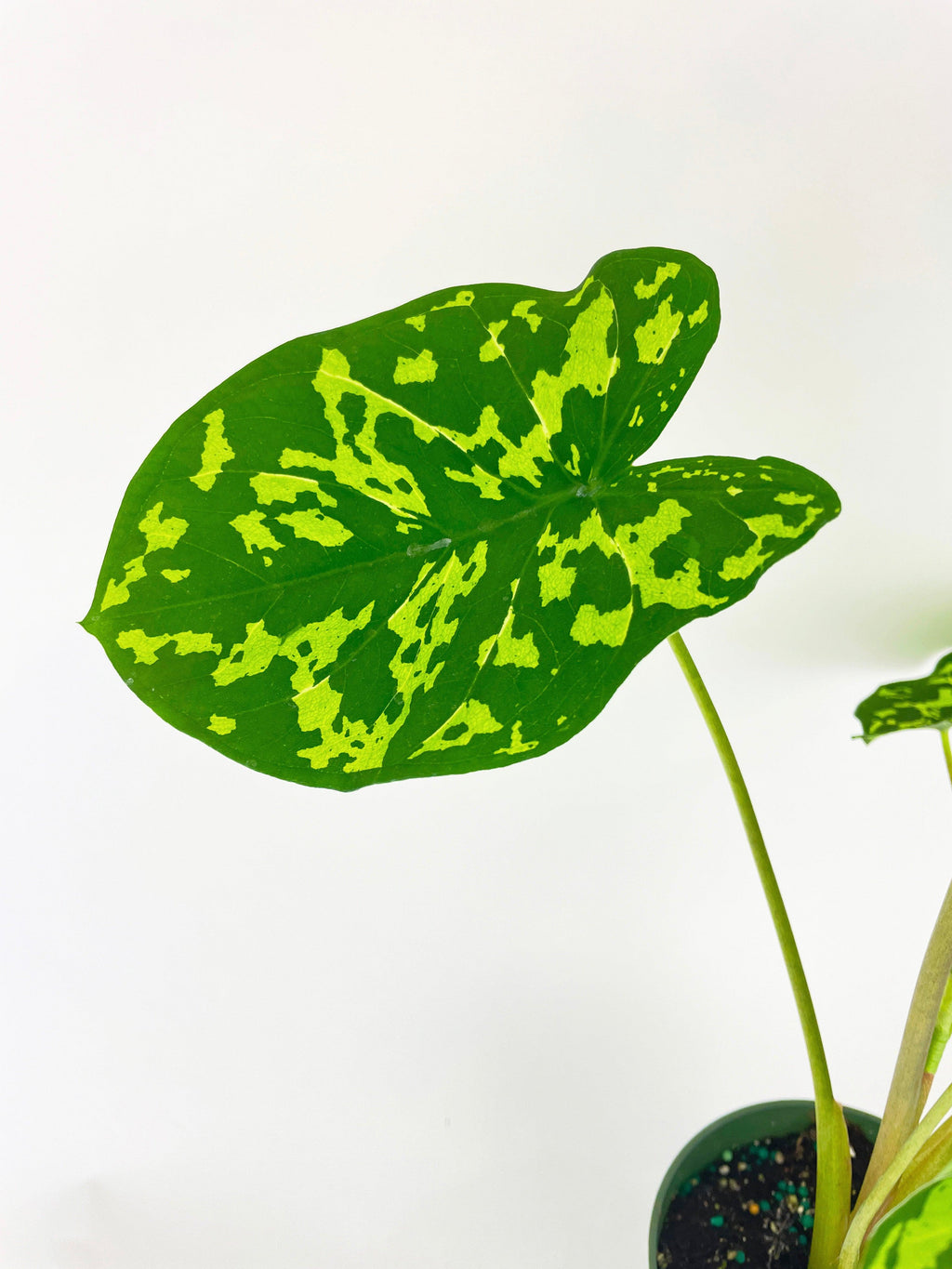 Caladium Hilo Beauty