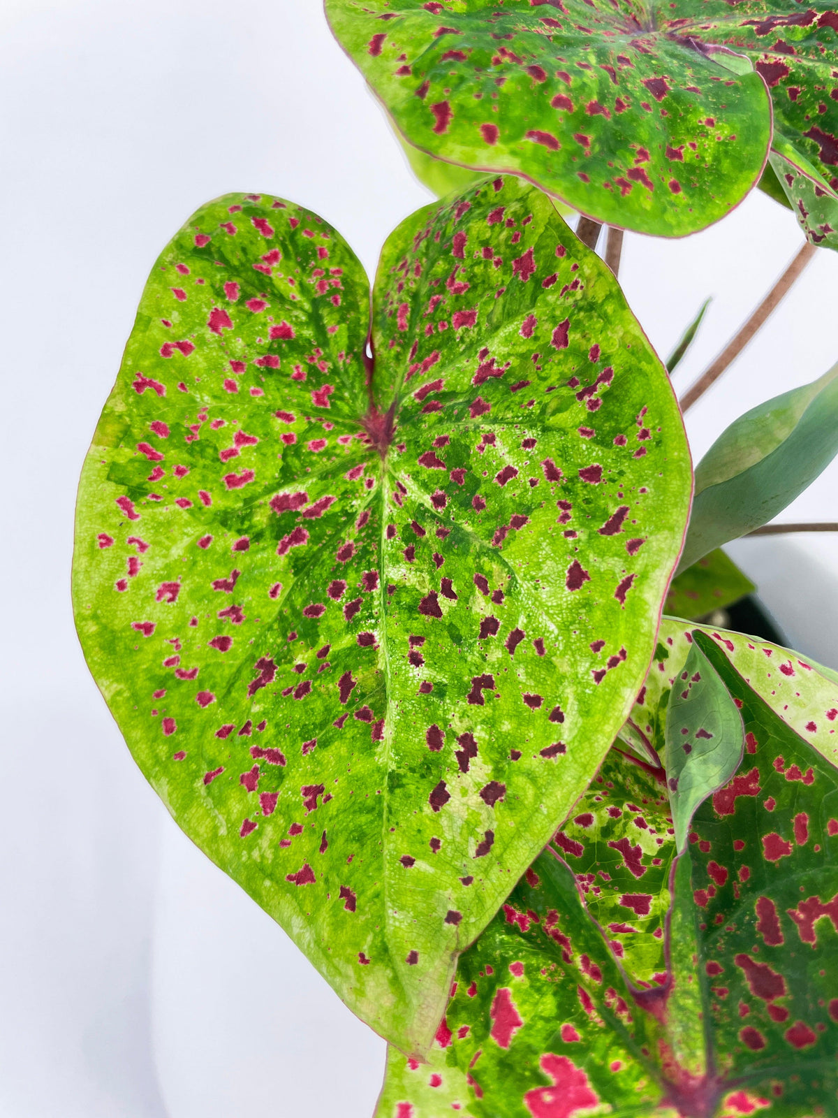 Caladium Miss Muffet