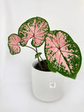 Caladium Pink Splash