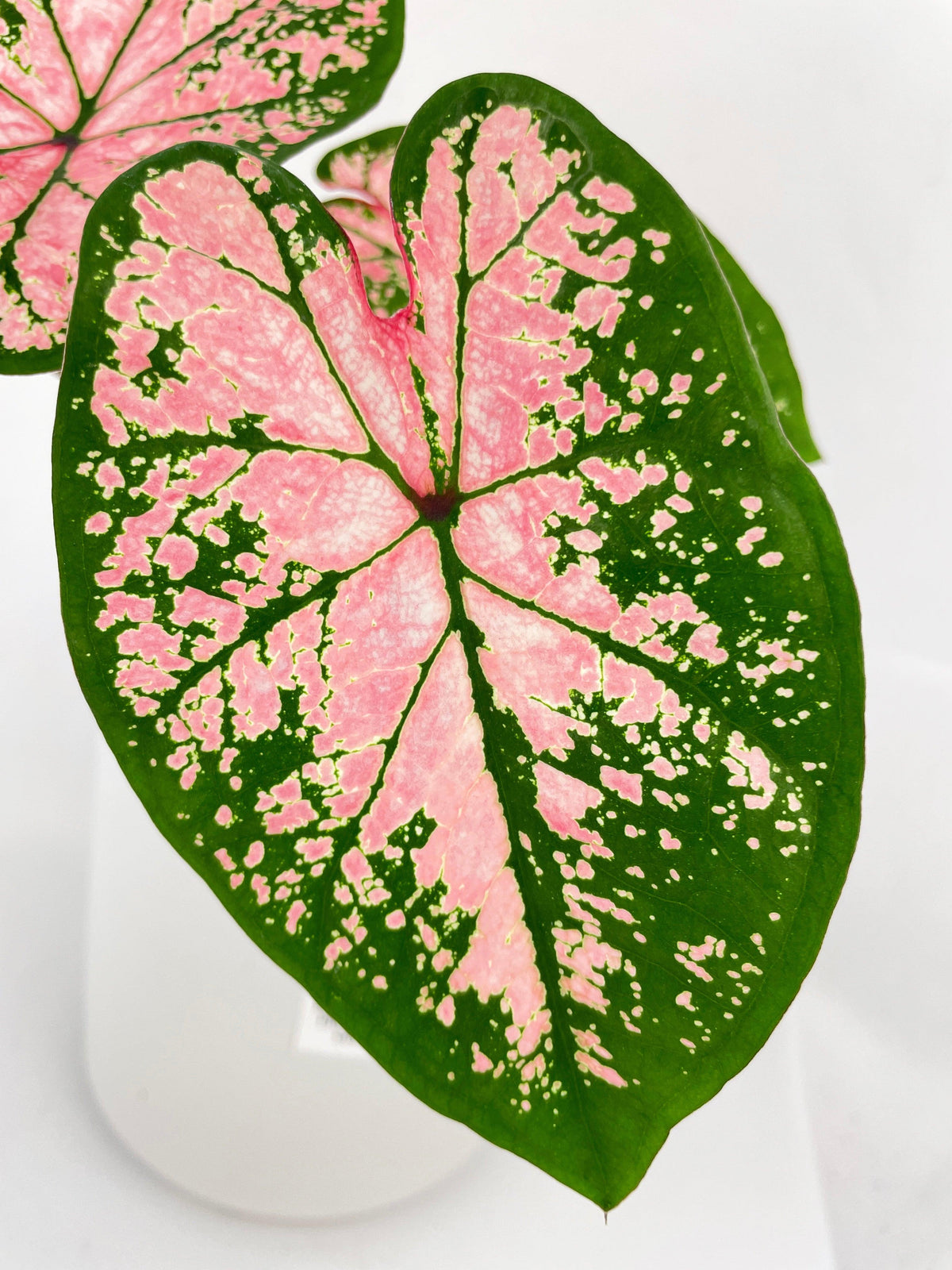 Caladium Pink Splash
