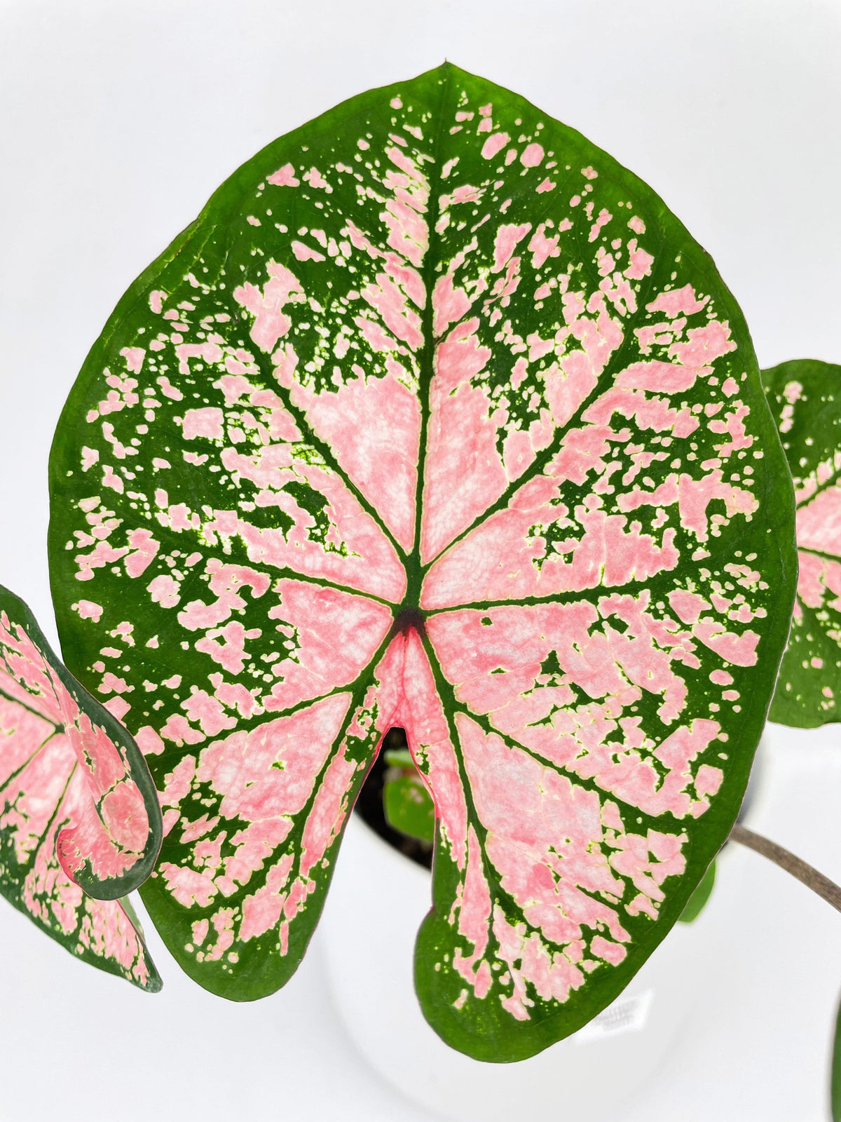 Caladium Pink Splash