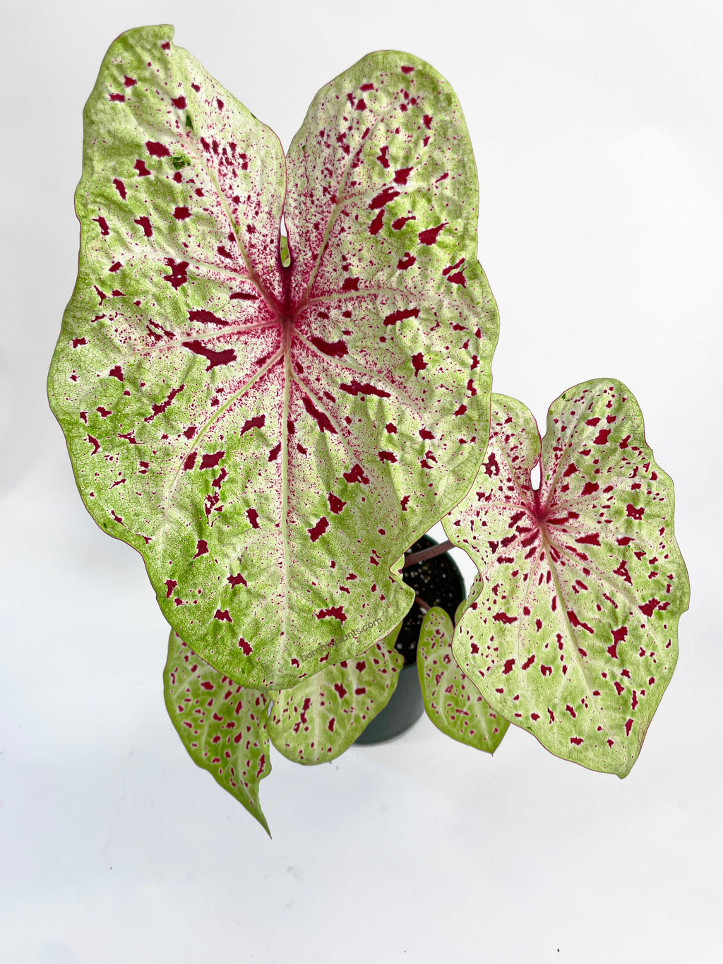 Caladium Miss Muffet